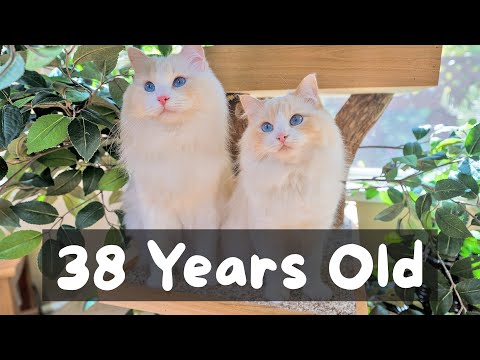 How to Make Your Cat Live Longer (10 Strategies) | The Cat Butler