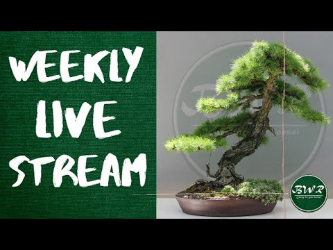 Weekly Live Stream: Bonsai update and demo 20 June 2020