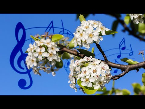 Piosenka "Małe, czerwone jabłuszko" | Rytmika dla dzieci