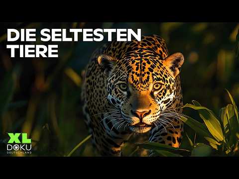 Die außergewöhnlichsten Tieren der Welt? | Amazonas bis Sibirien | XL Doku