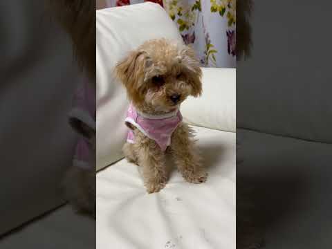 経営学科 被毛が伸びてお顔がモジャモジャのトイプードル #dog #toypoodle #puppy #トイプードル  #poodle #子犬