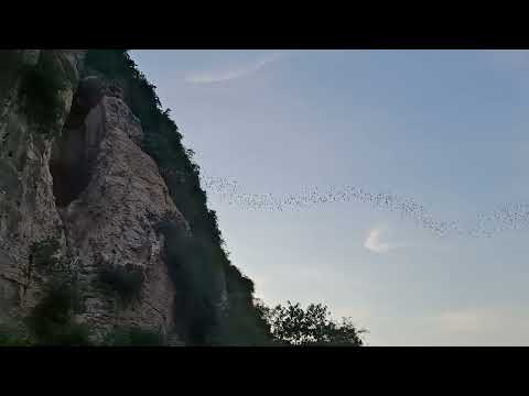 Asian wrinkle-lipped bats (Chaerephon plicatus) Phnom Sampeau Bat Caves, Battambang, Cambodia