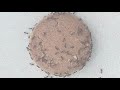Ant Vs Cookie Timelapse Video