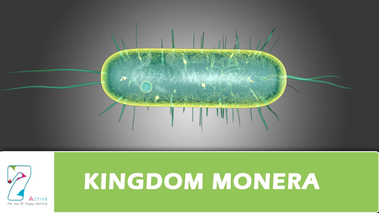 KINGDOM MONERA