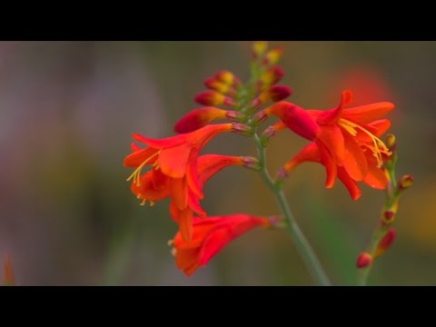 So bleiben Ihre Stauden und Ziergräser fit - Dehner Ratgeber