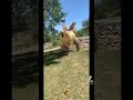 Dino Dan