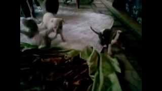 Sebastians puppies may first litter feeling frisky