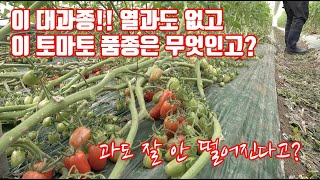 대추토마토의 중심가 부여 세도면 사람들이 선택한 대추토마토!!  그 품종은?? 전국 토마토 농가들을 한번 흔…