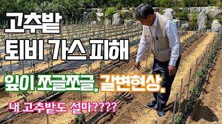 고추밭 비닐을 다 걷어버린 이유? 고추 퇴비가스 피해! 해결해드립니다!