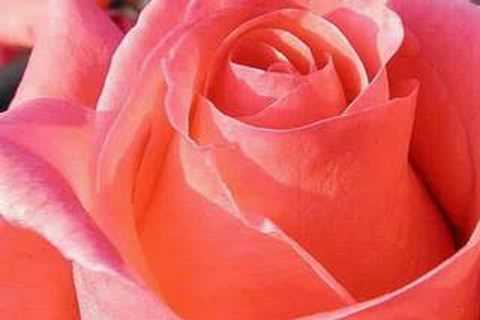 Video thumbnail for Smell the Roses