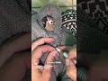 Baby Dusky Conure S First Nail Trim Let S Make It A Good One Petbirds Parrotnailtrim Conure