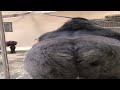 Monkey Slide Canceled To Show His Butt Boom Sound Effect