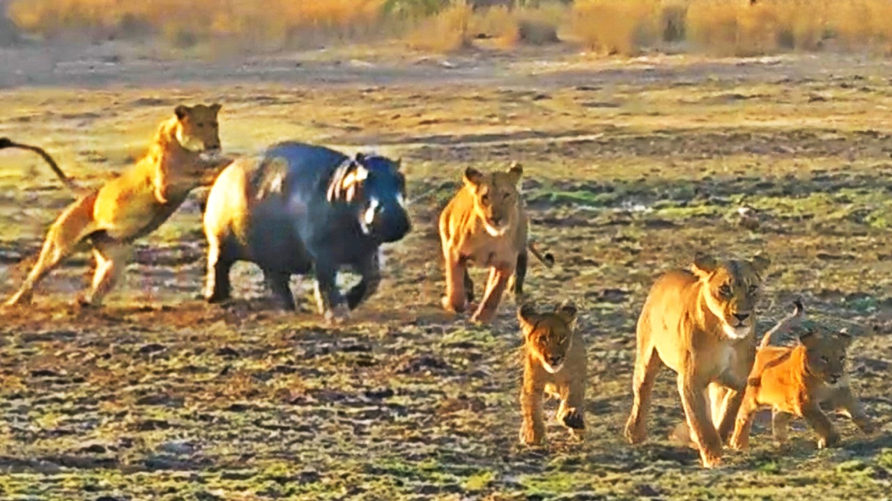 Young Hippo on Land Runs Through 6 Lions to Escape