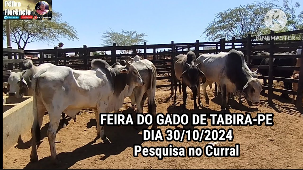 Feira do Gado de Tabira-PE / Preços nós Curral dia 30/10/2024