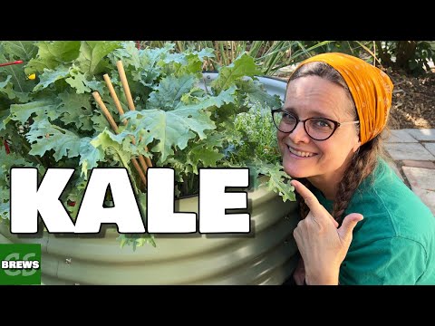How to Grow Kale From Seed to Harvest