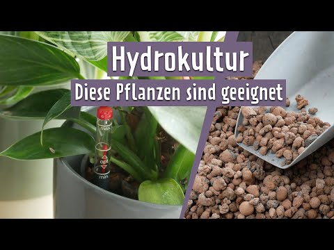 Hydrokultur: Perfekte Pflanzen ohne Schädlinge | MDR Garten