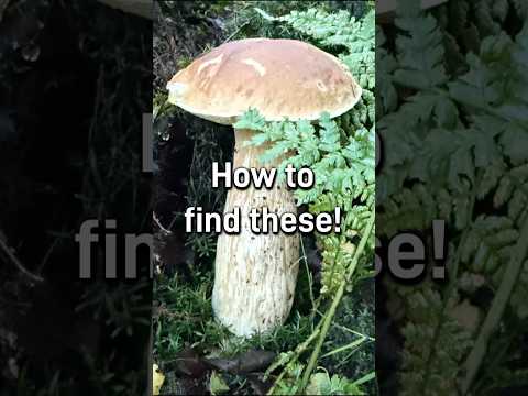 How to find Penny Bun (Porcini) mushrooms!