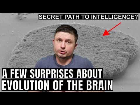 New Discoveries Challenge Everything We Knew About Brain Evolution