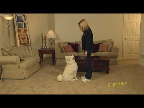 How to Teach Your Dog to Sit on Command For Dummies