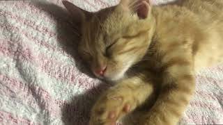 - 6ヶ月が経ってしまいました(泣)子猫動画を上げます!!