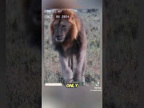 The lion king was attacked by a black mamba #wildanimals#animals #foryou