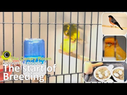 The Canary Room Season 5 Episode 6 - The Start of Breeding