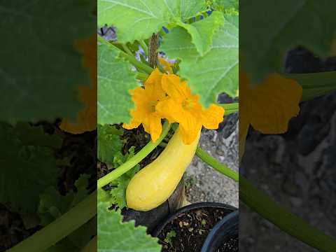 Discover Yellow Crooked Neck Squash in Farming on the Rocks
