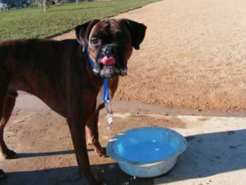 "BOXER" (BOAZ) AT THE PARK