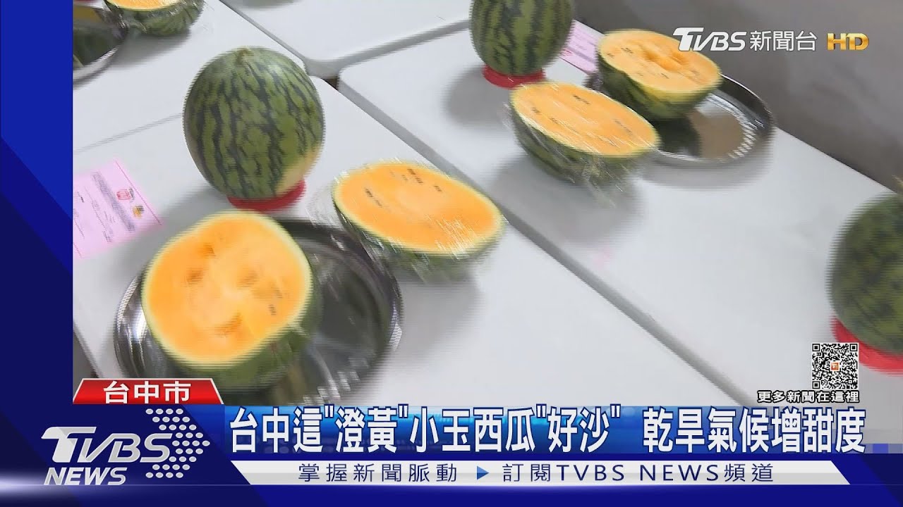 台中這「澄黃」小玉西瓜「好沙」 乾旱氣候增甜度