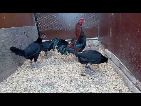 Asil Plummer Negras Hatch.