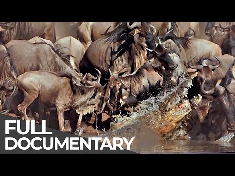 Serengeti: The Adventure
