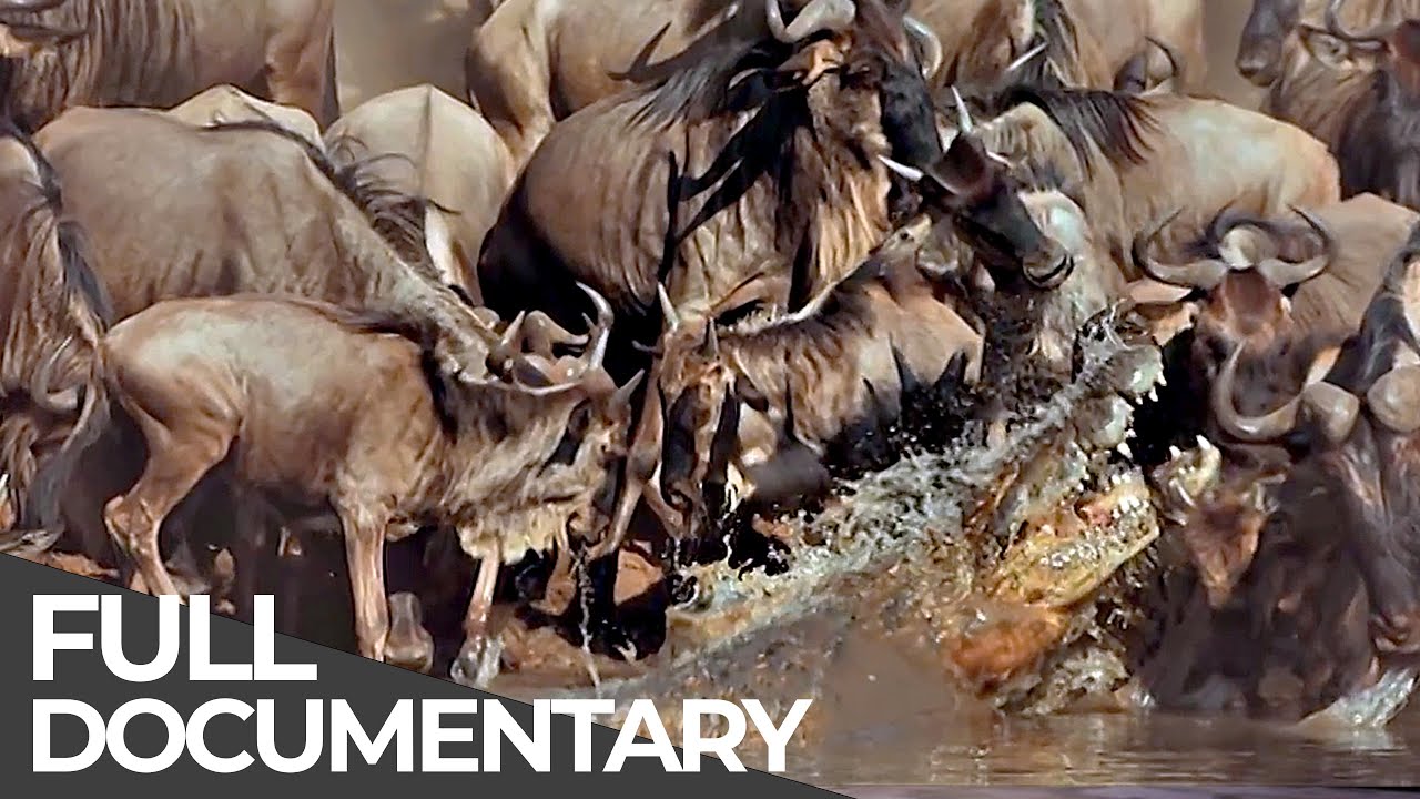 Serengeti: The Adventure