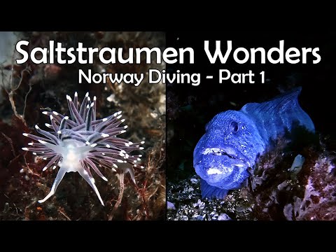Filming the Diverse Marine Life of Saltstraumen, Norway - Part 1 | Exploring the Underwater Wonders