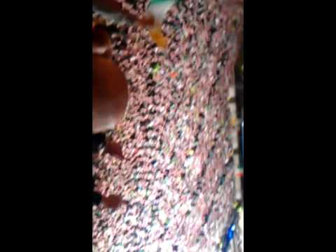 This Land Is Your Land - Scottish Cup Final