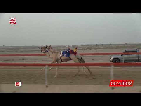  ش 8 (شغموم) لـ حسين بن شملان الهمامي 2:14 ، شارة الصندوق 2026/07/19 فطامين السمحه