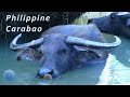 Filipino Carabao (Kalabaw) as an important part of Philippine Life