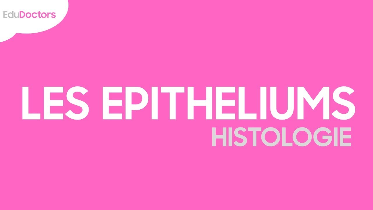 Les épithéliums - Histologie