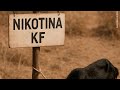 Nikotina KF Mucapata Com Cabrito Edição Zambézia