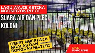 Download lagu LAGU WAJIB KETIKA NGOMBYOK PLECI SUARA AIR DAN PLECI KOLONI CEPET NGRIWIK NGALAS DAN BONGKAR MATERI mp3