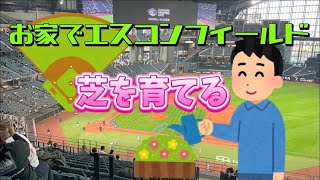 【新球場】エスコンフィールドの芝、育ててみた【シバタネ】