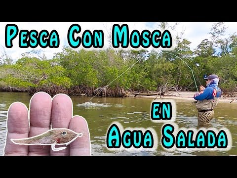 Robalo con MOSCA WADEANDO 