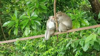 sweet love monkey