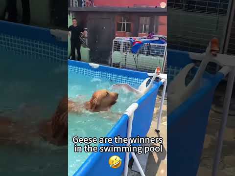 #funnydogs#cute#doglover#doglife#cure#dogshorts#pet#doglife#dogshorts