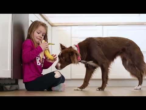 ToxiPets: Pet Safety Guide Video