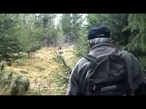 Moose Hunting  With Dogs