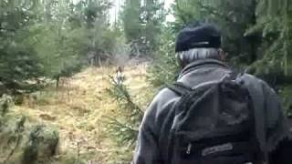 Moose Hunting  With Dogs