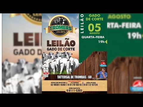 LEILÃO  GADO DE CORTE TROMBAS LEILÕES - TROMBAS GOIAS  - 05 / 08 / 2026
