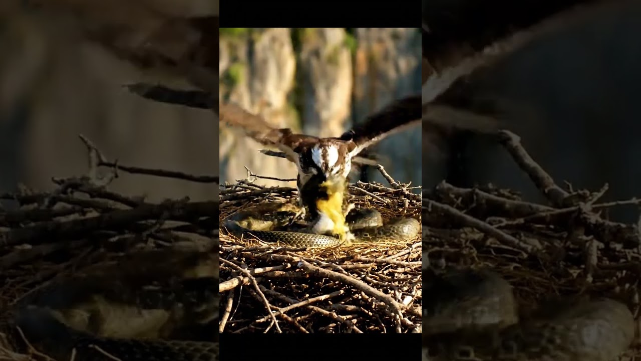 🔥 P82 C3 1765121875525 - You Won't Believe This! ✨