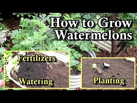 How to Plant & Grow Watermelons: Transplants, Seeds, Fertilizer, Soil Prep, Watering - All the Steps