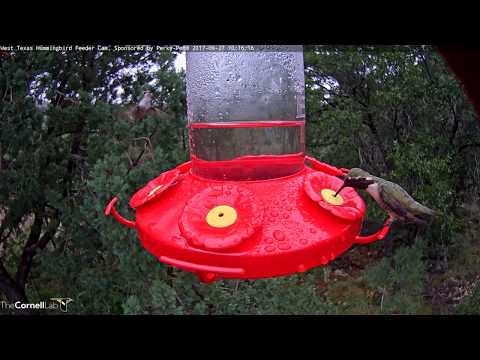 Male Lucifer Hummingbird Shares The Feeder On A Rainy Day In West Texas – Sept. 27, 2017
